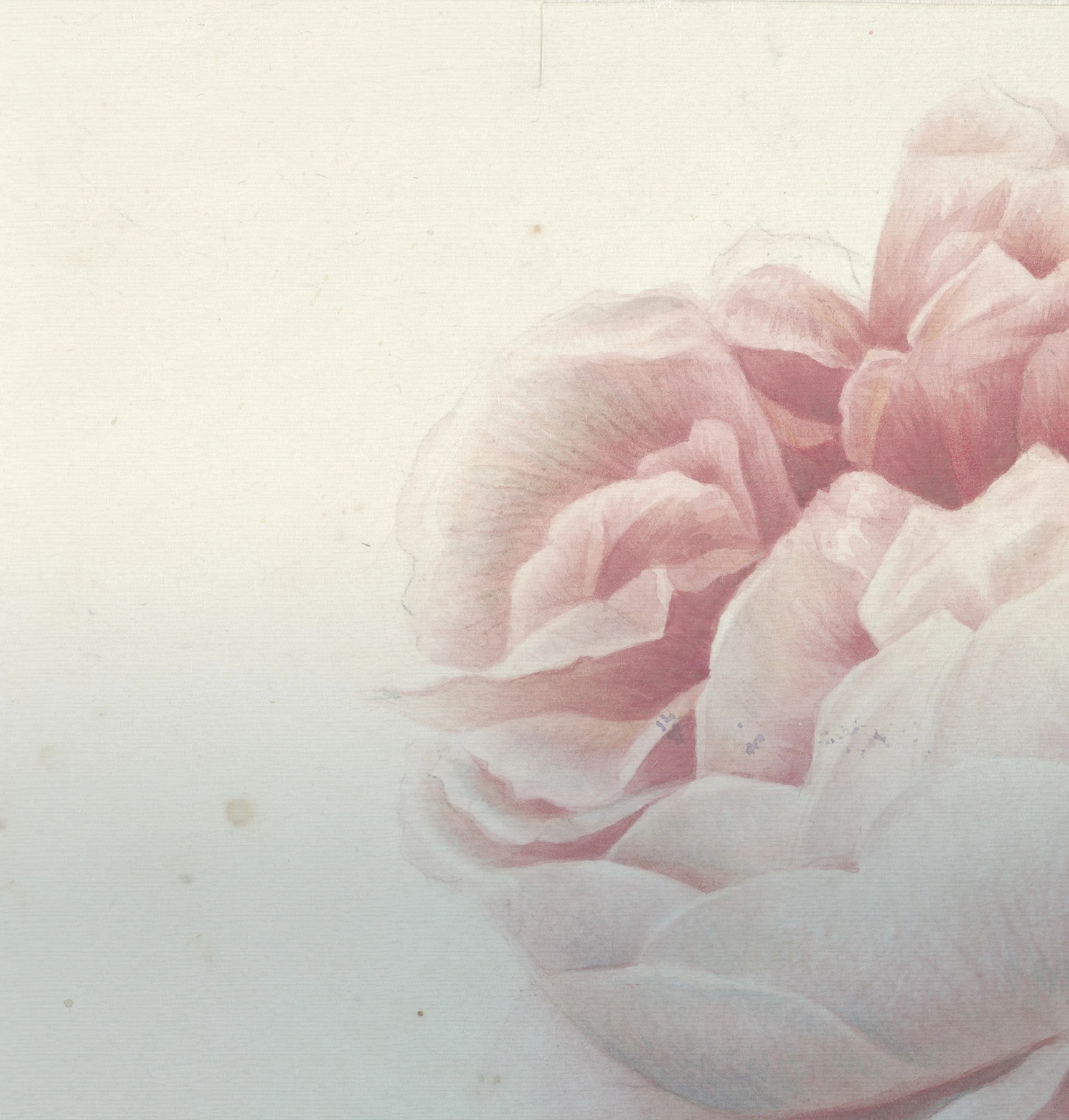 Carta da parati Romantic Flowers