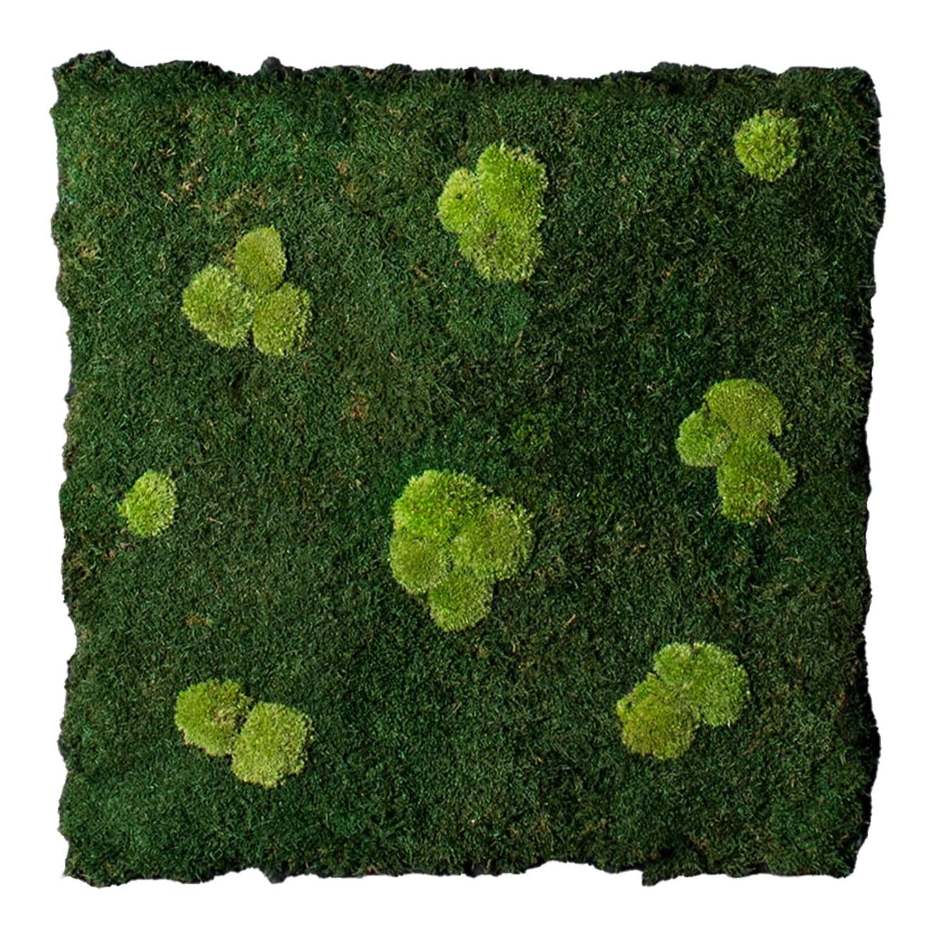 Composizione da Parete Flatmoss e Polemoss
