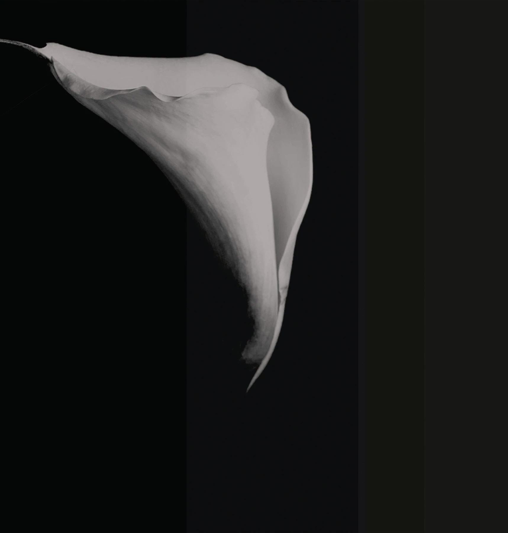 Carta da parati Calla