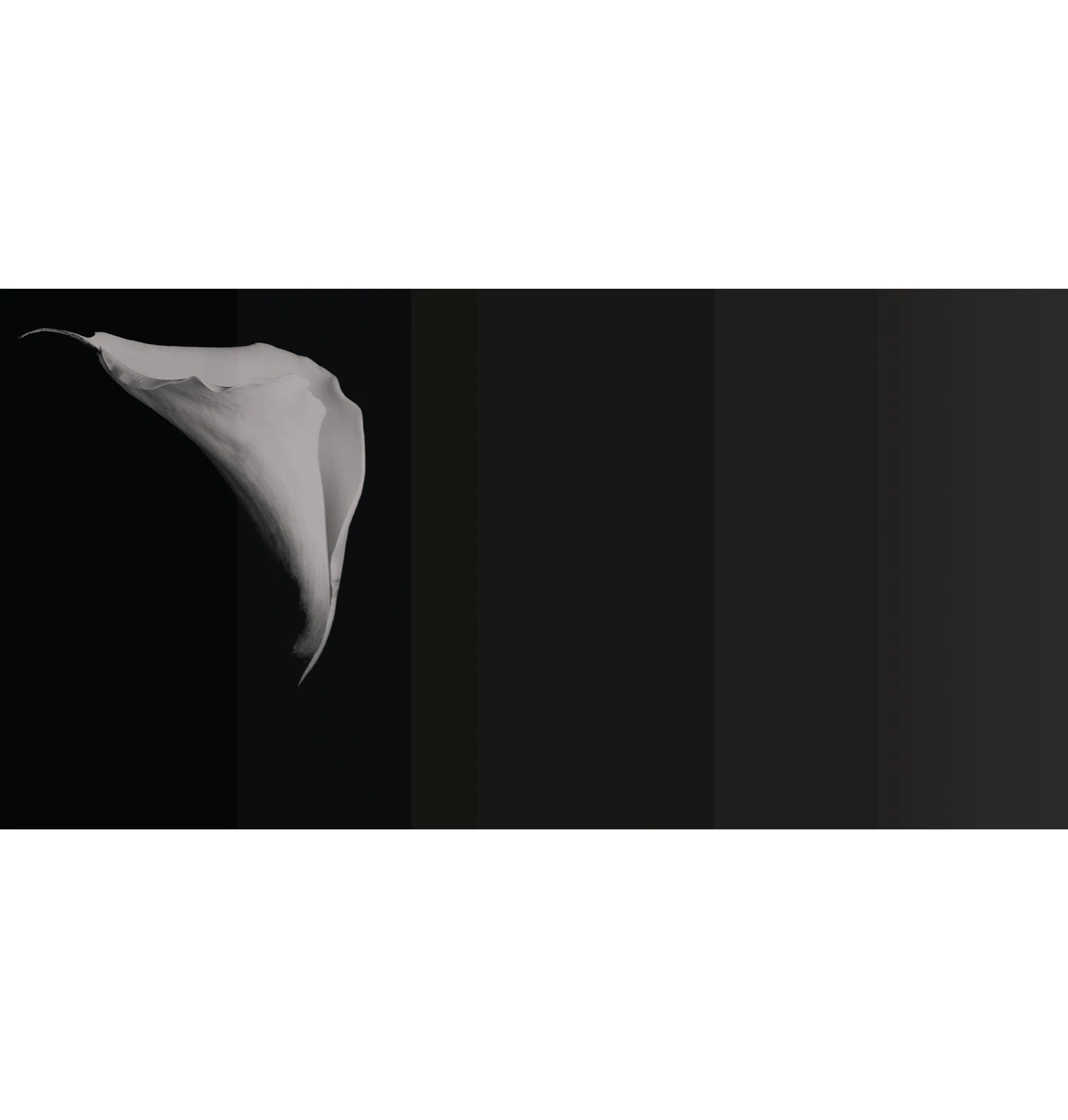Carta da parati Calla