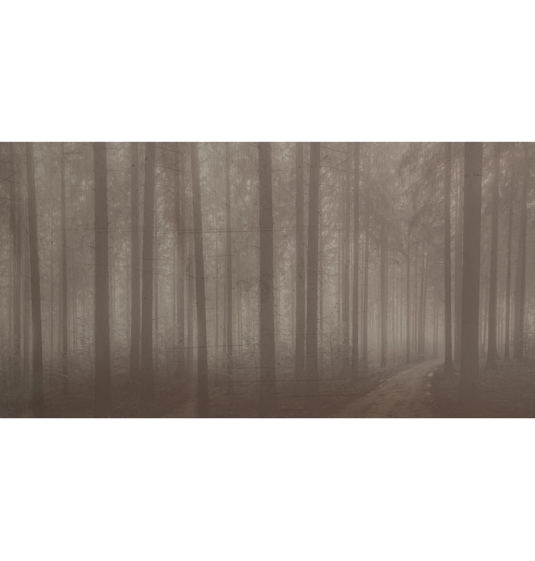 Carta da parati Night Forest
