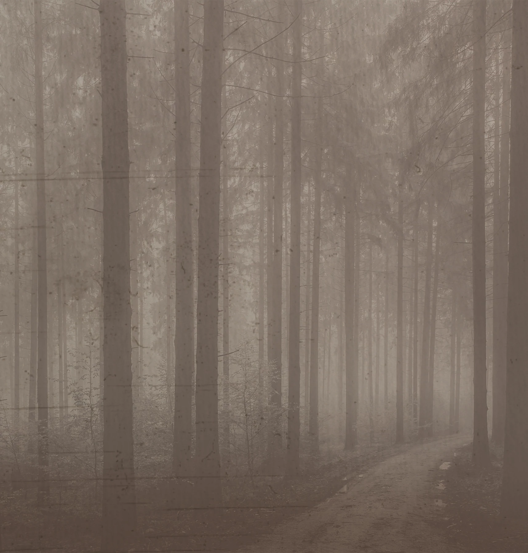 Carta da parati Night Forest