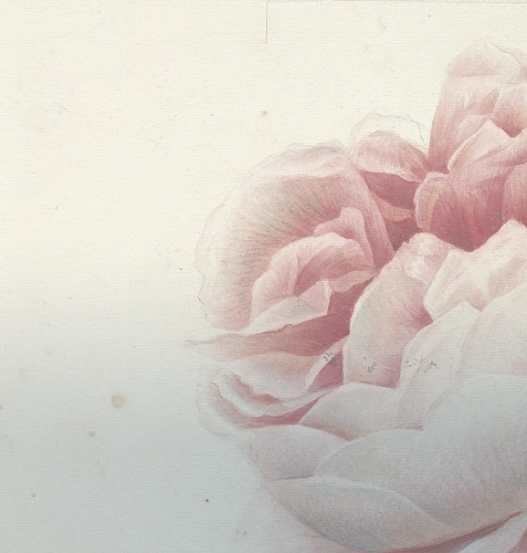 Carta da parati Romantic Flowers