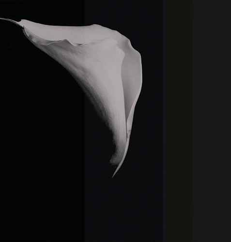 Carta da parati Calla