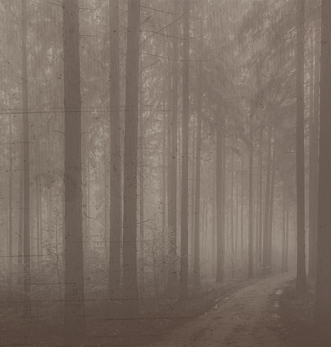 Carta da parati Night Forest
